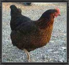 black rock rooster