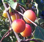Crabapple Juice